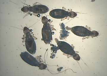Liposcelis divinatorius